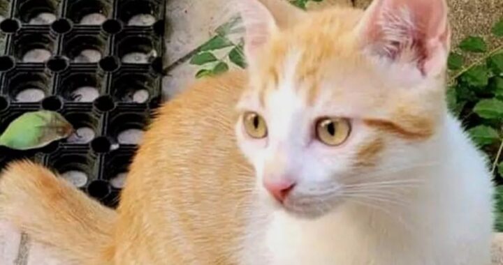 Cane muore e famiglia ritrova il gatto