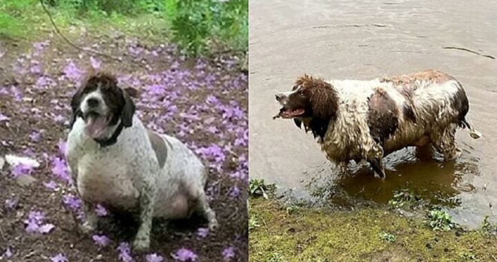 cane più grasso della Gran Bretagna