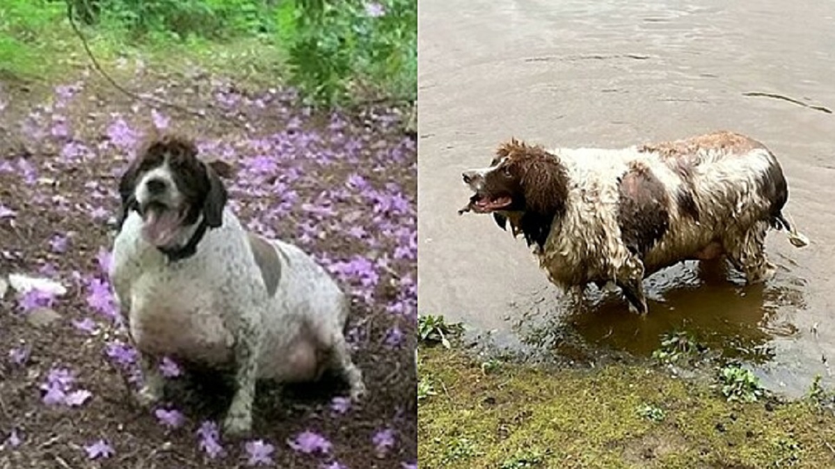 cane più grasso della Gran Bretagna