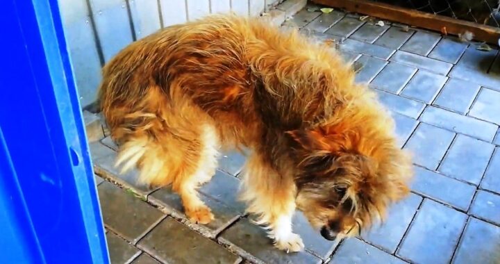 Il salvataggio di un cane randagio