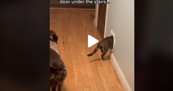 Cane scopre la stanza segreta dei gatti