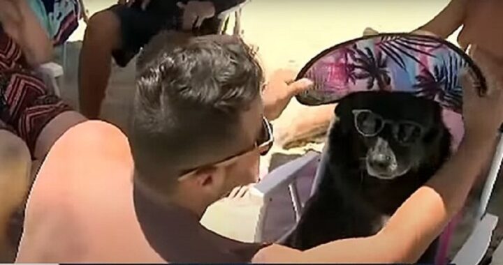 Cane in spiaggia con cappello e occhiali da sole