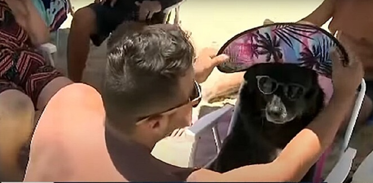 Cane in spiaggia con cappello e occhiali da sole