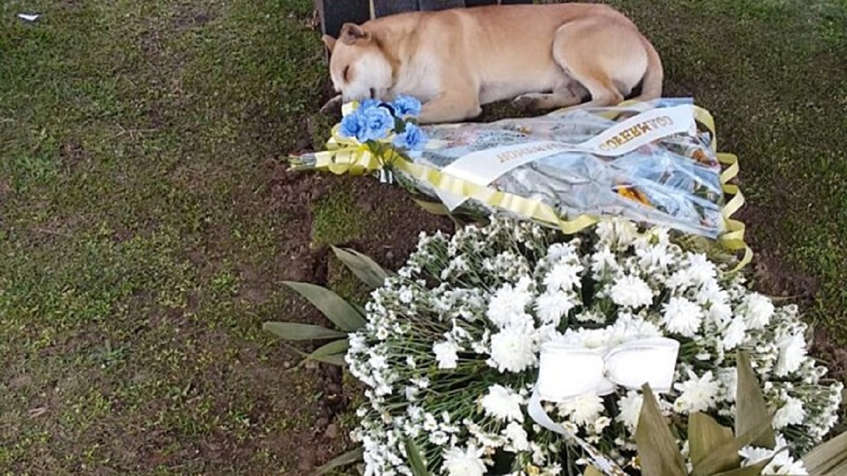 Cane sta sulla tomba dell'anziano proprietario