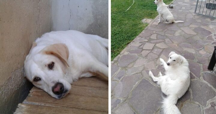 Cani in cerca di casa ad Alessandria