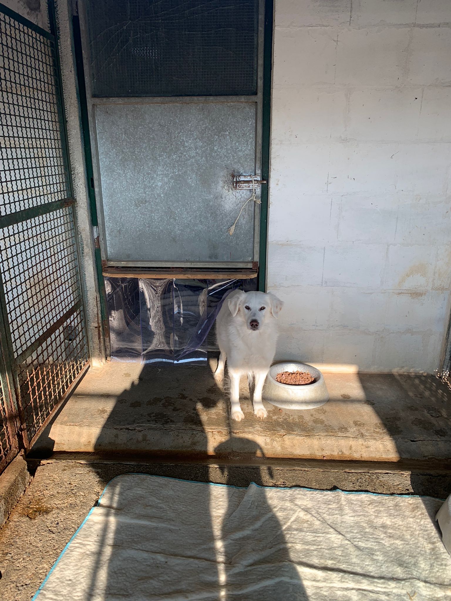 Adottare un cane anziano