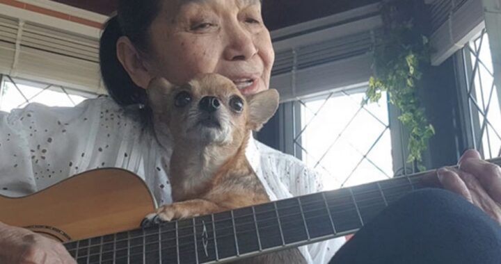 chihuahua clip
