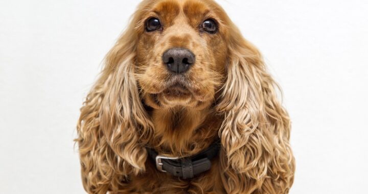 Cocker rapito 8 anni fa
