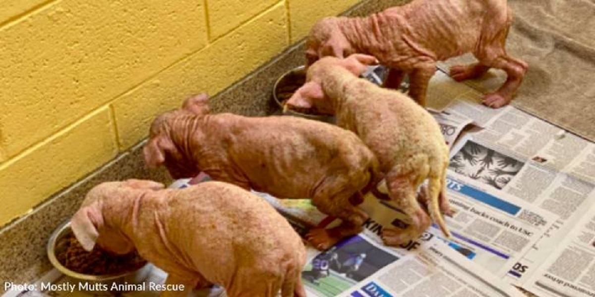 Cuccioli trascurati e malnutriti