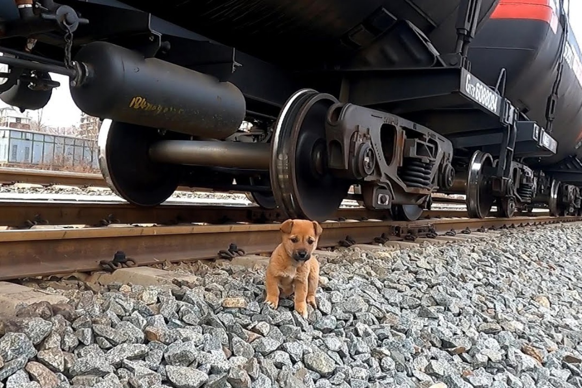 cucciolo bosco