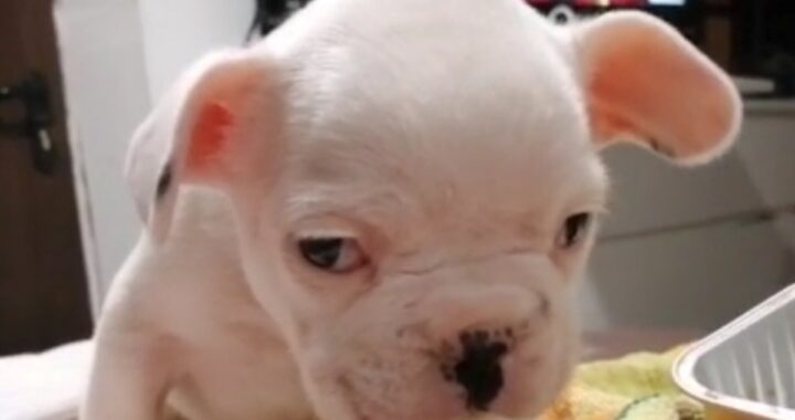 cucciolo di bulldog abbandonato