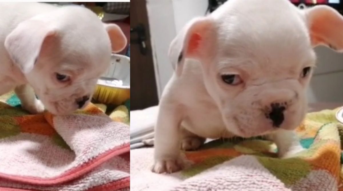 cucciolo di bulldog abbandonato