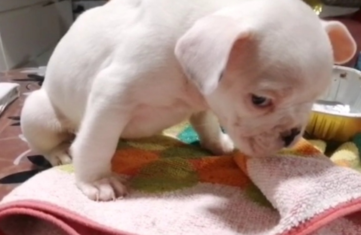 cucciolo di bulldog abbandonato