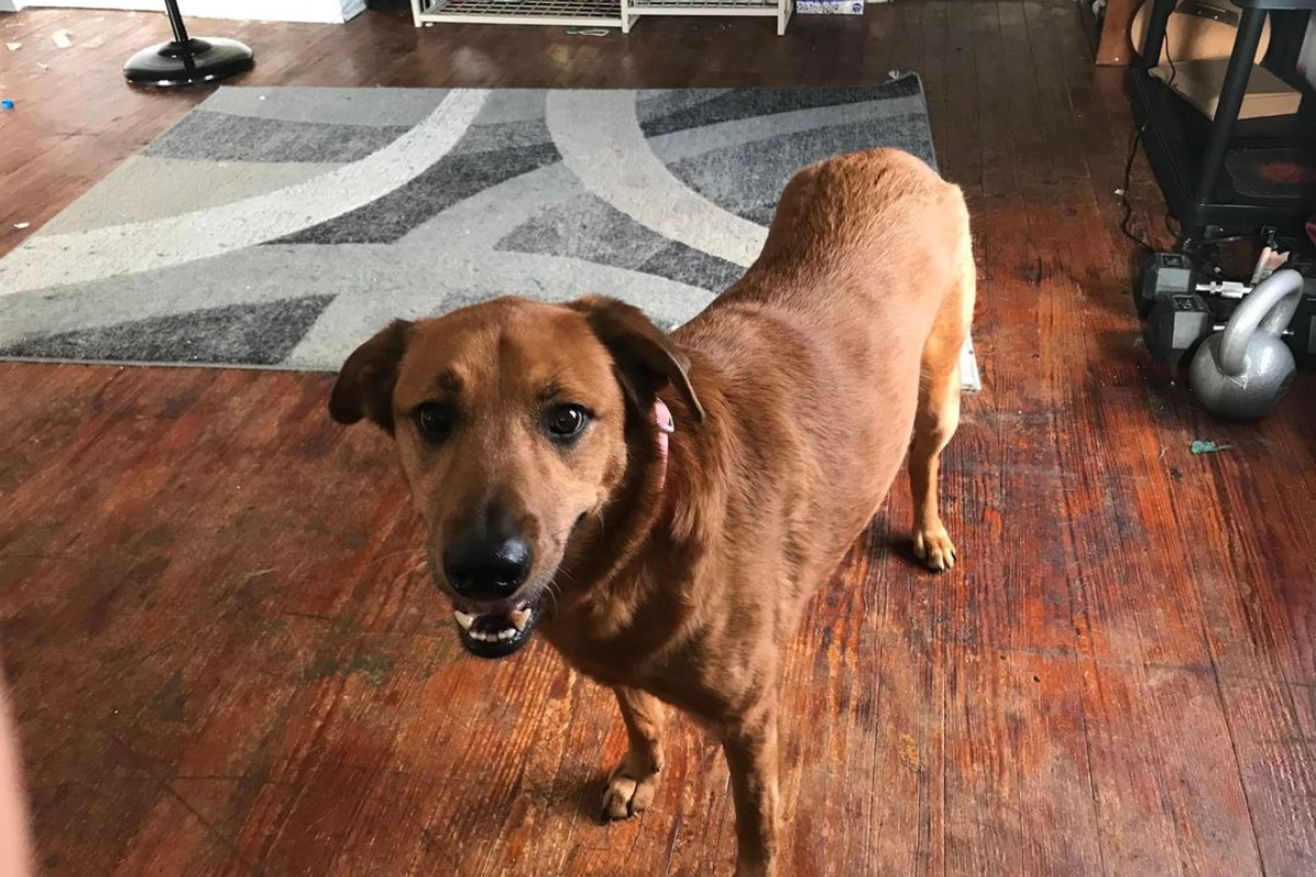 La bellissima riunione della cagnolina Daisy con la sua famiglia: era scomparsa da 3 anni
