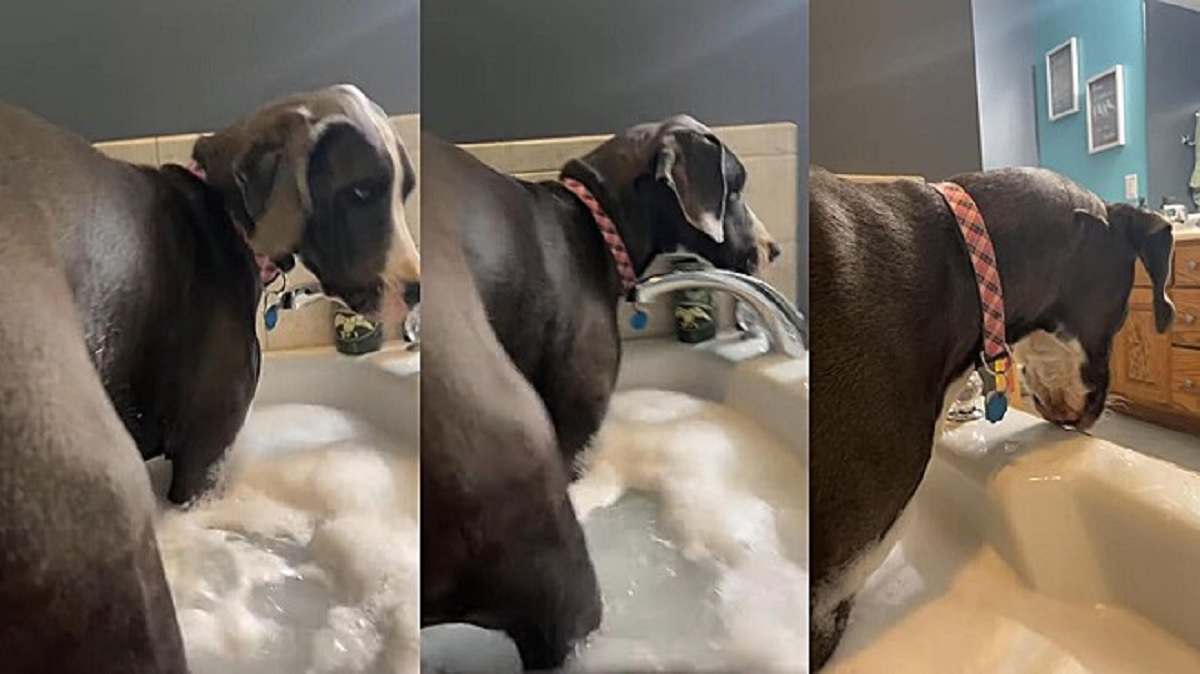 Alano invade la vasca da bagno mentre il proprietario si rilassa