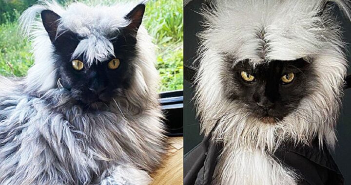 Di che razza è questo gatto