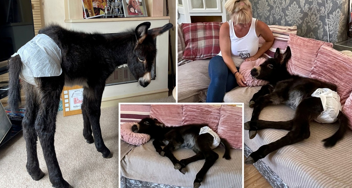 Kye, l’asinello abbandonato dalla sua mamma: oggi si crede un cane