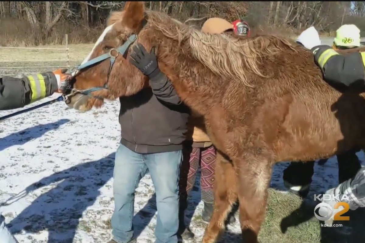 I vigili del fuoco aiutano Leggs a rialzarsi: l’anziano cavallo era caduto in mezzo al fango