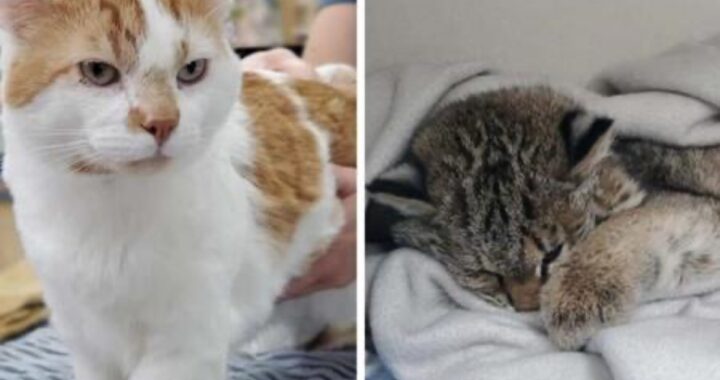 lince smukers