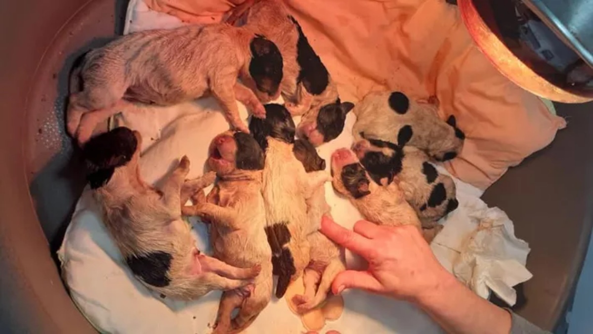 nine puppies thrown into a dumpster