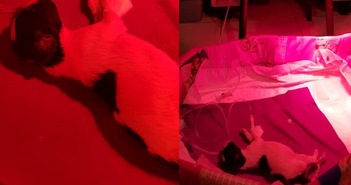 nove cuccioli morto Achille