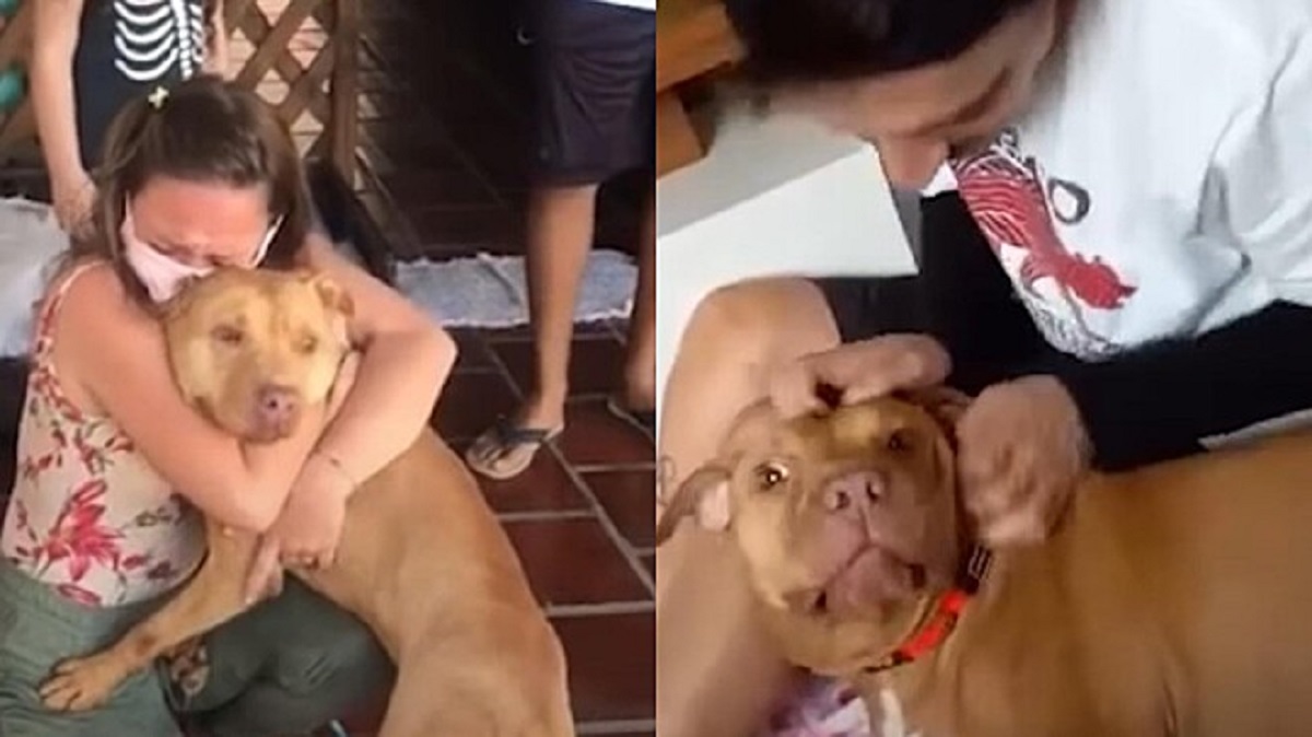 Pit bull salvato dai combattimenti