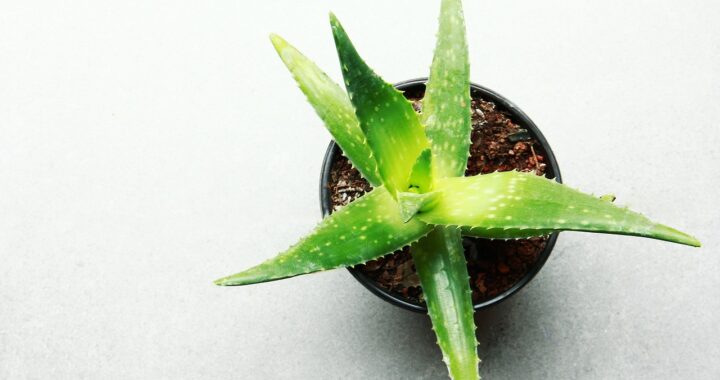 prodotti a base di aloe vera