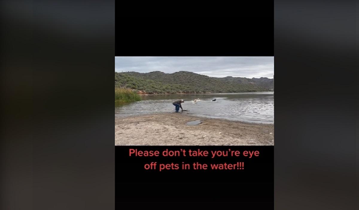 Labrador rischia di affogare in acqua