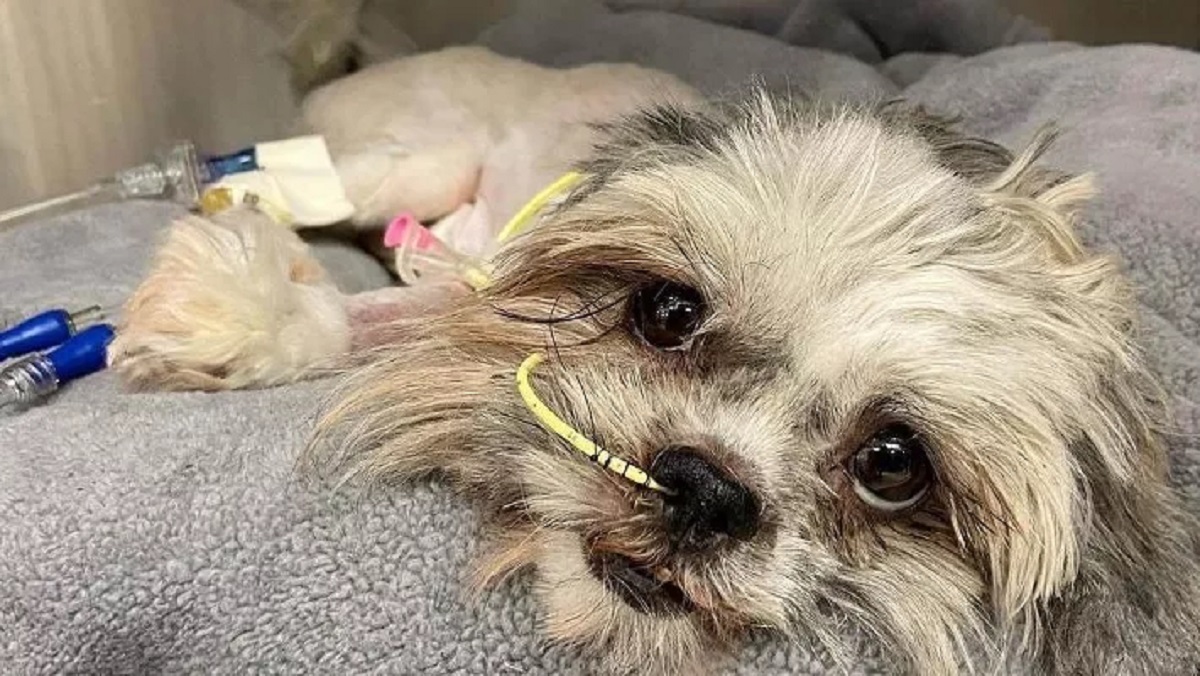 Shih Tzu dog eats hair bands