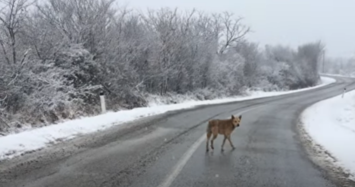 snowy salvataggio