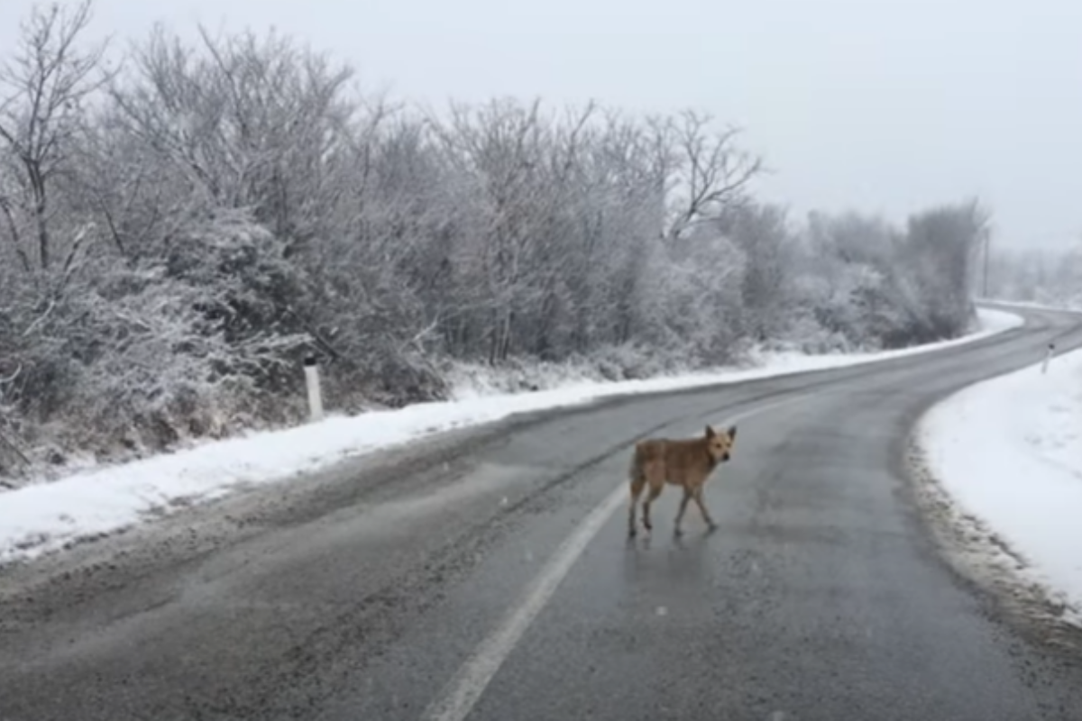 snowy salvataggio