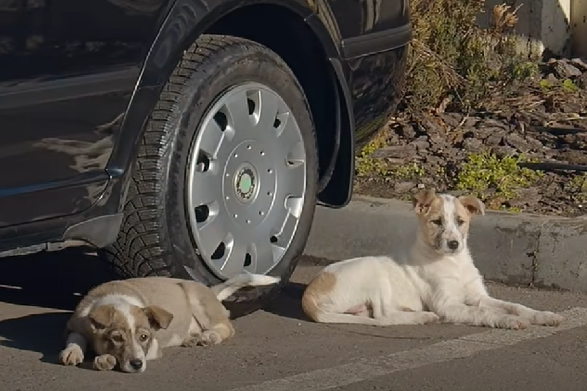 2 cagnoline abbandono