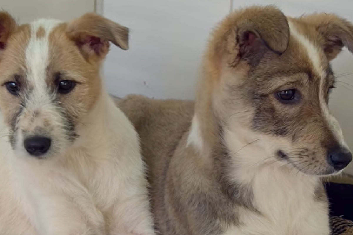 2 cagnoline abbandono