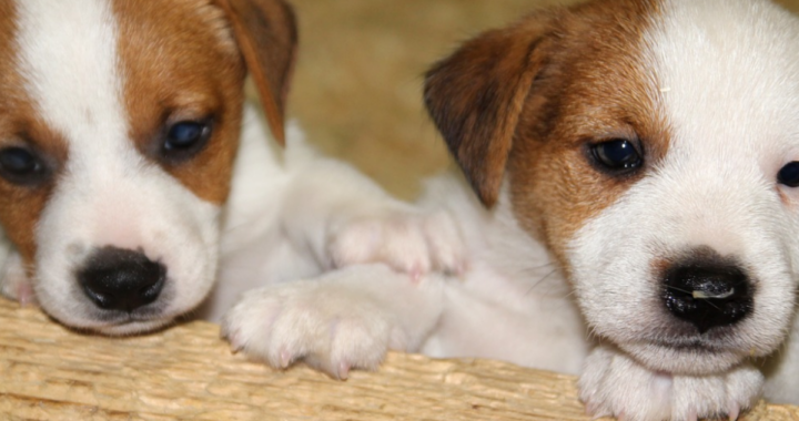 2 cagnoline abbandono