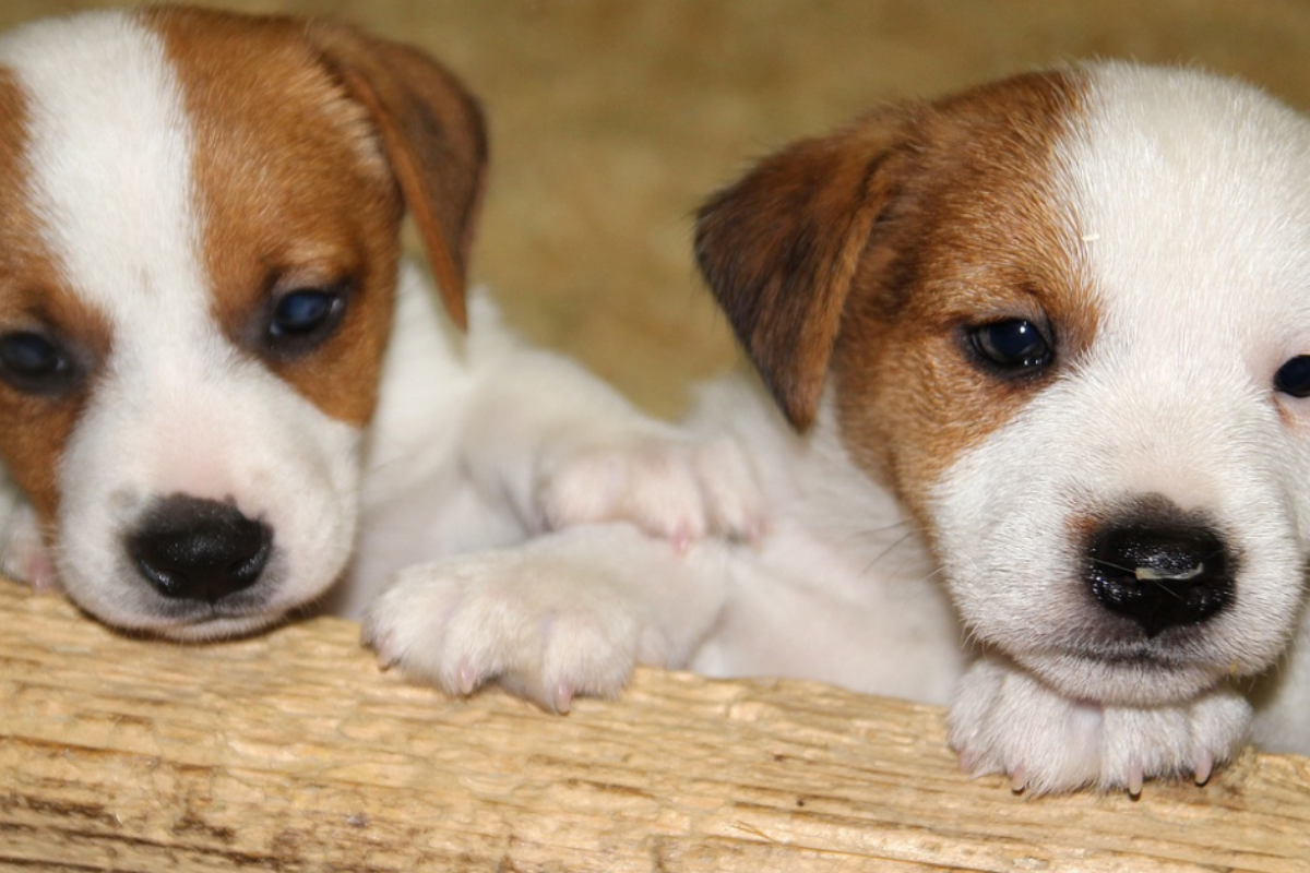 2 cagnoline abbandono