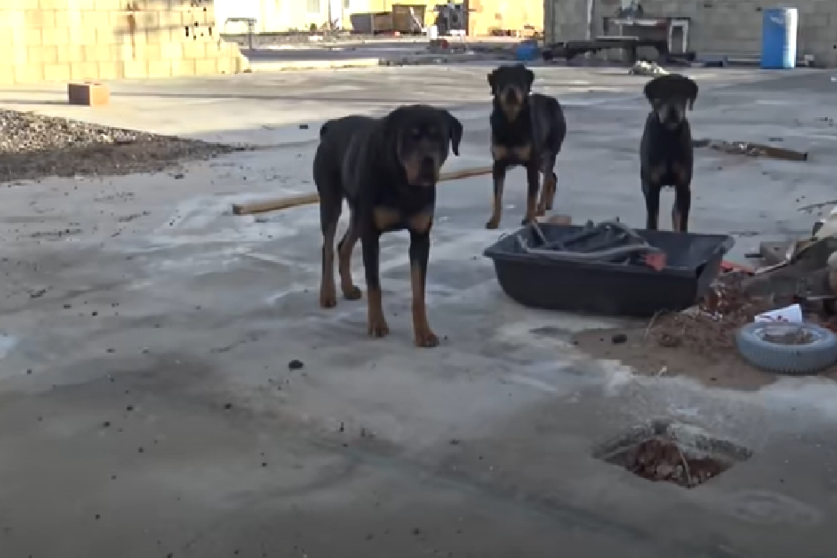 3 rottweiler salvati