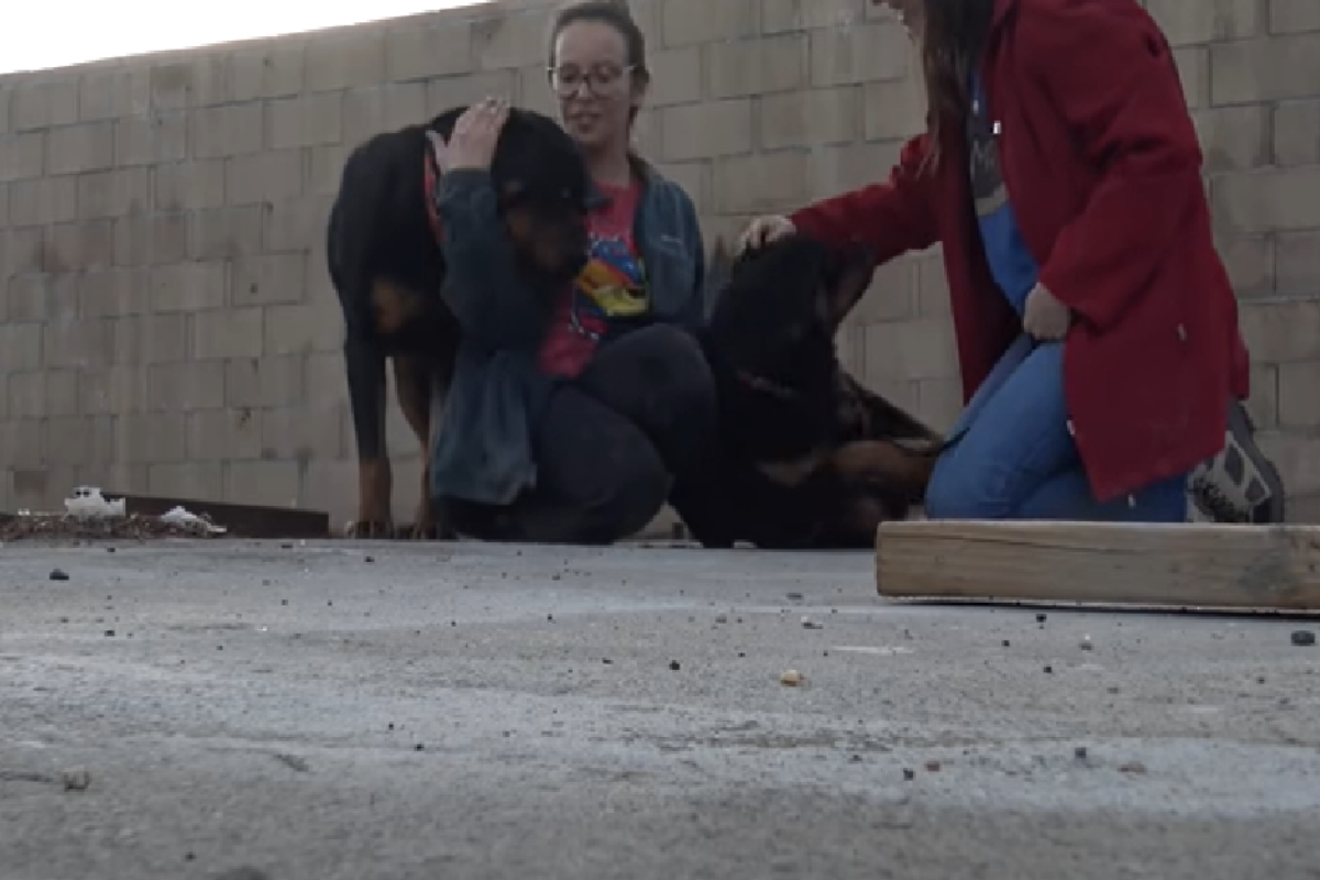 3 rottweiler salvati