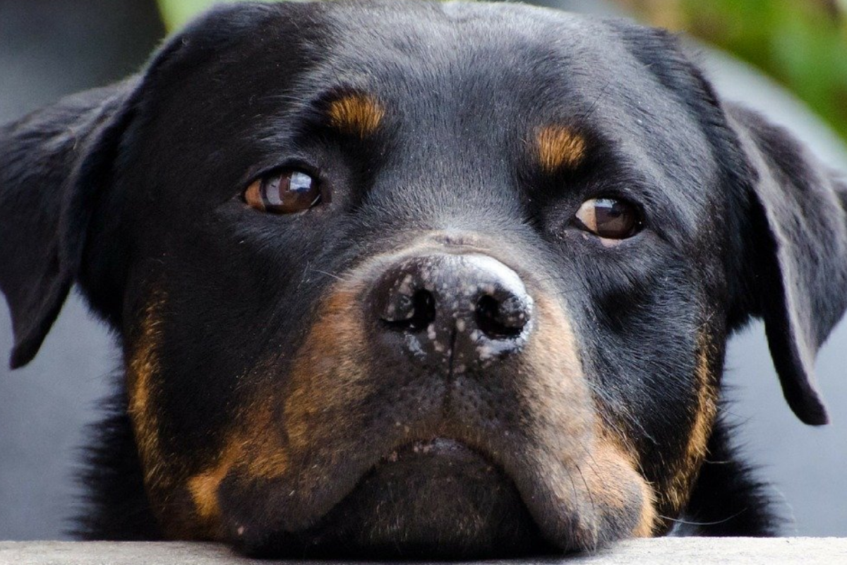 Rottweiler libero nel cortile, residente chiama la polizia perché non può entrare