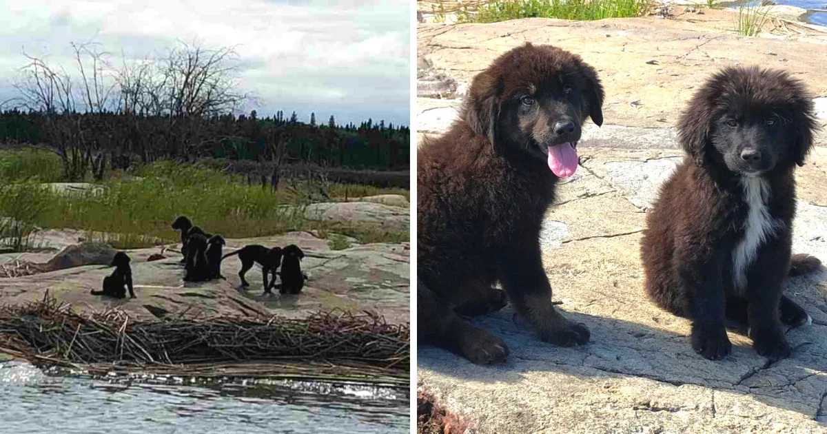 Marinaio salva 7 cuccioli da un'isola deserta