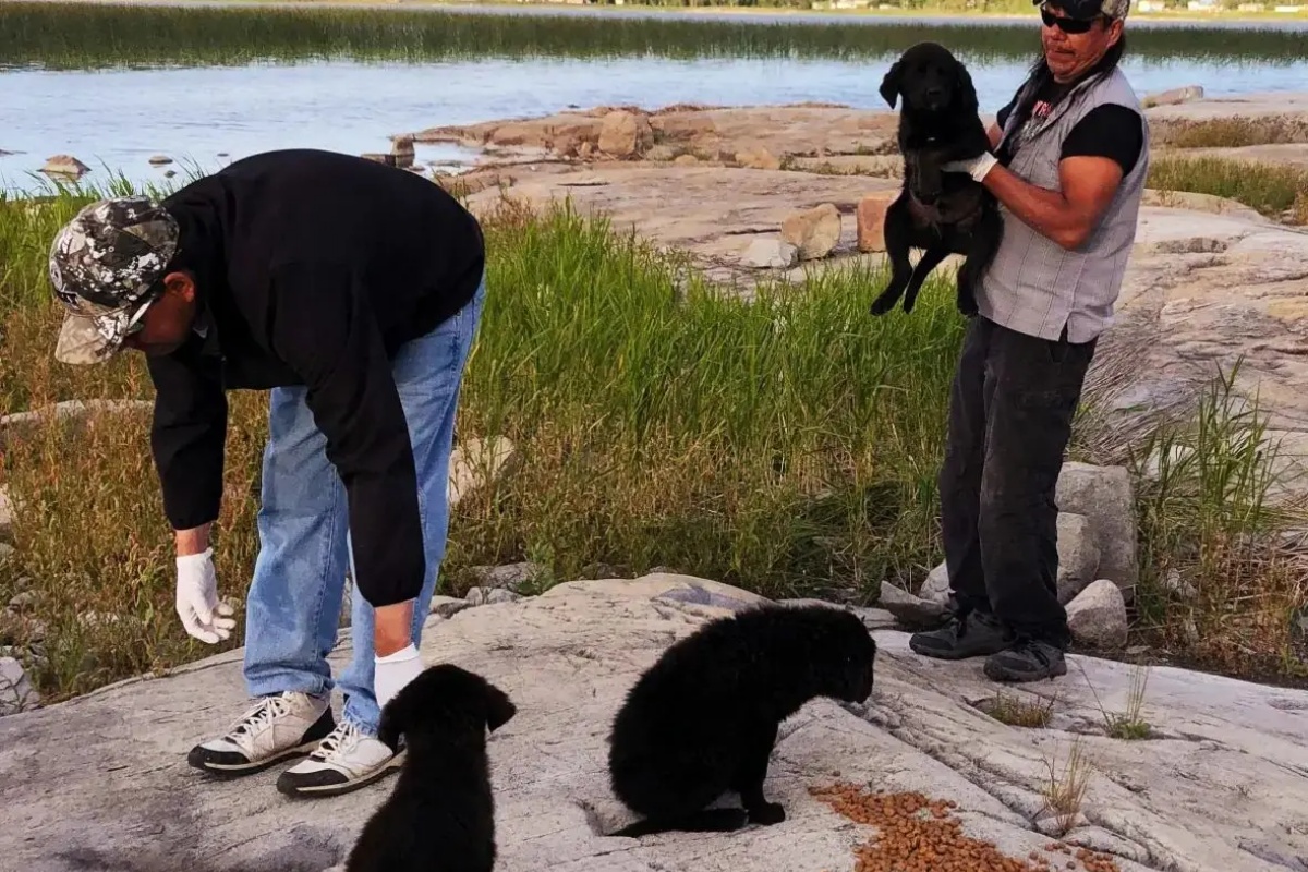 Sailor rescues 7 puppies from a desert island