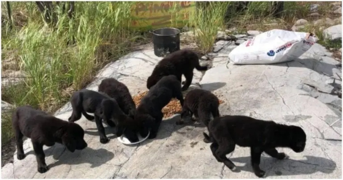 Sailor rescues 7 puppies from a desert island