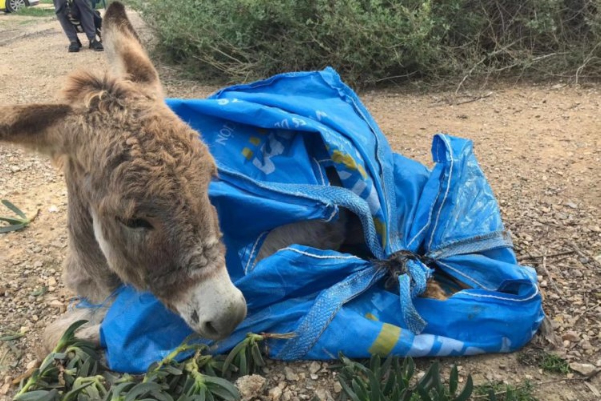 The moving story of the Beijos donkey