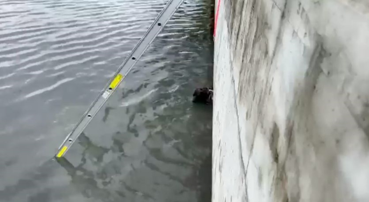 Vigili del Fuoco salvano una cagnetta caduta in acqua