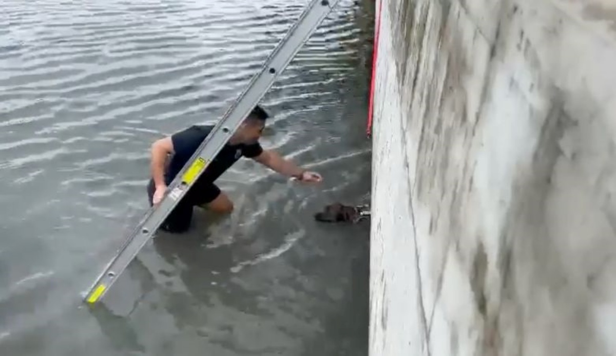 Vigili del Fuoco salvano una cagnetta caduta in acqua