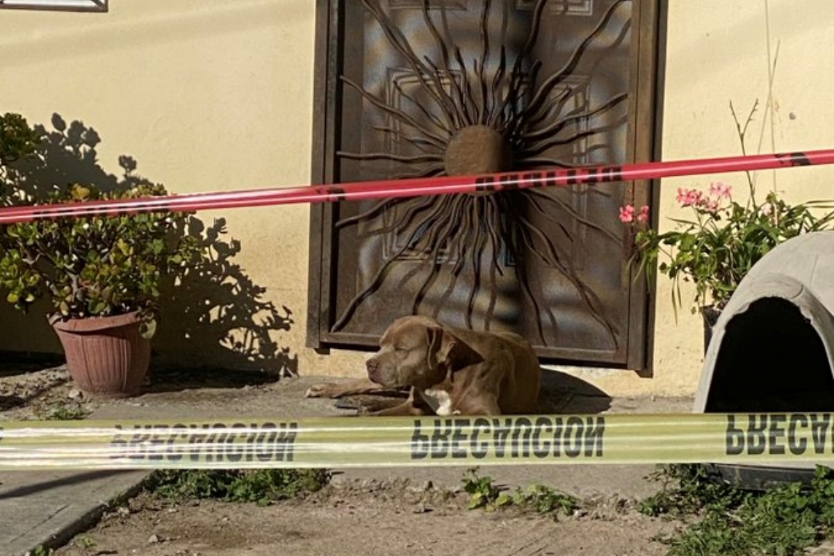 Cagnolino aspetta il ritorno di sua madre