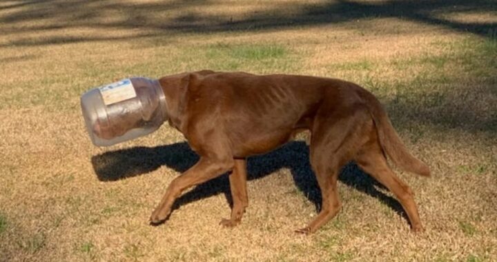 Cagnolino con la testa bloccata in un barattolo