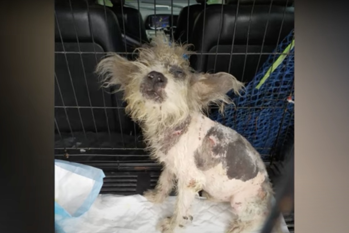 Sick little dog rescued by an elderly couple