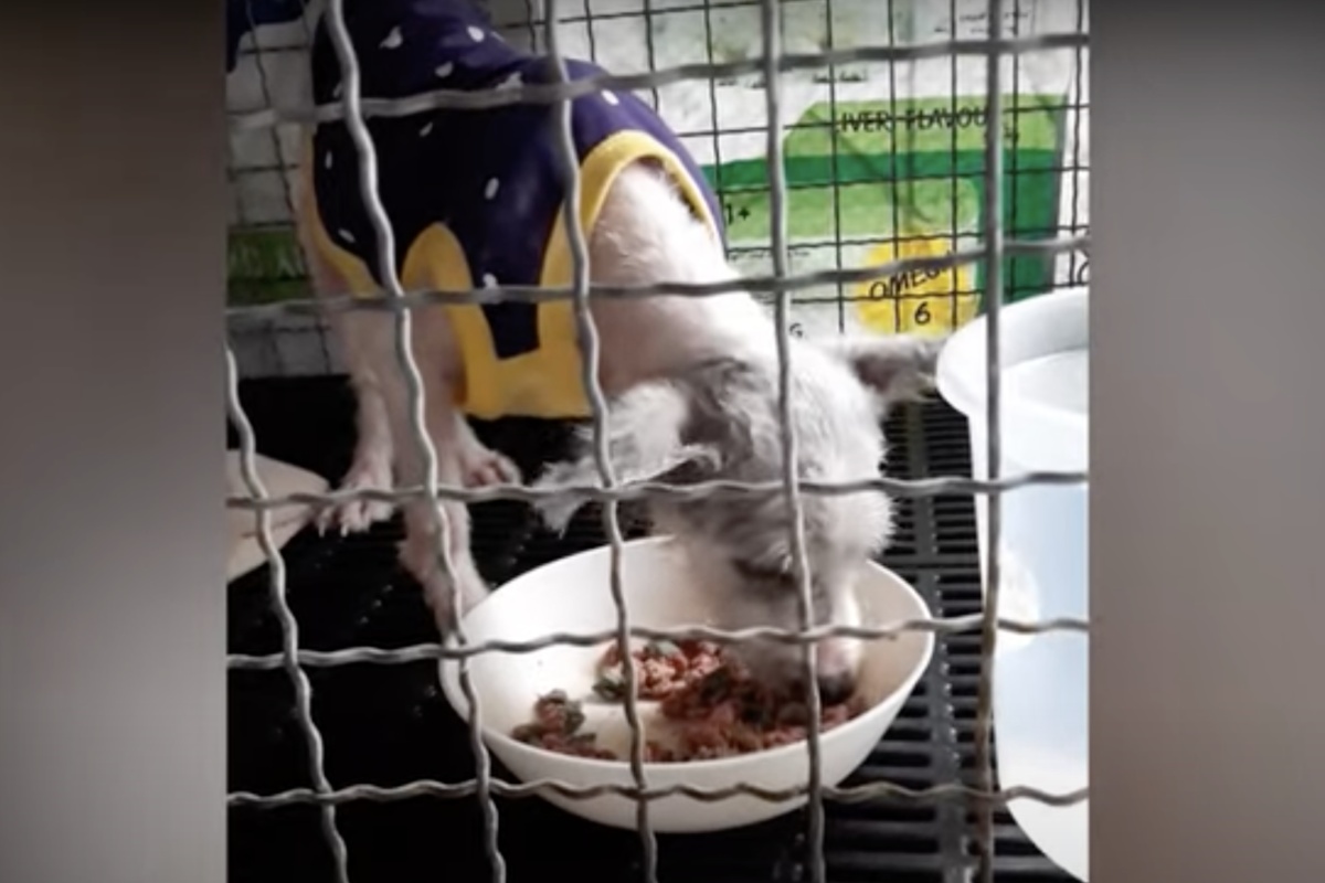 Cagnolino malato salvato da una coppia di anziani