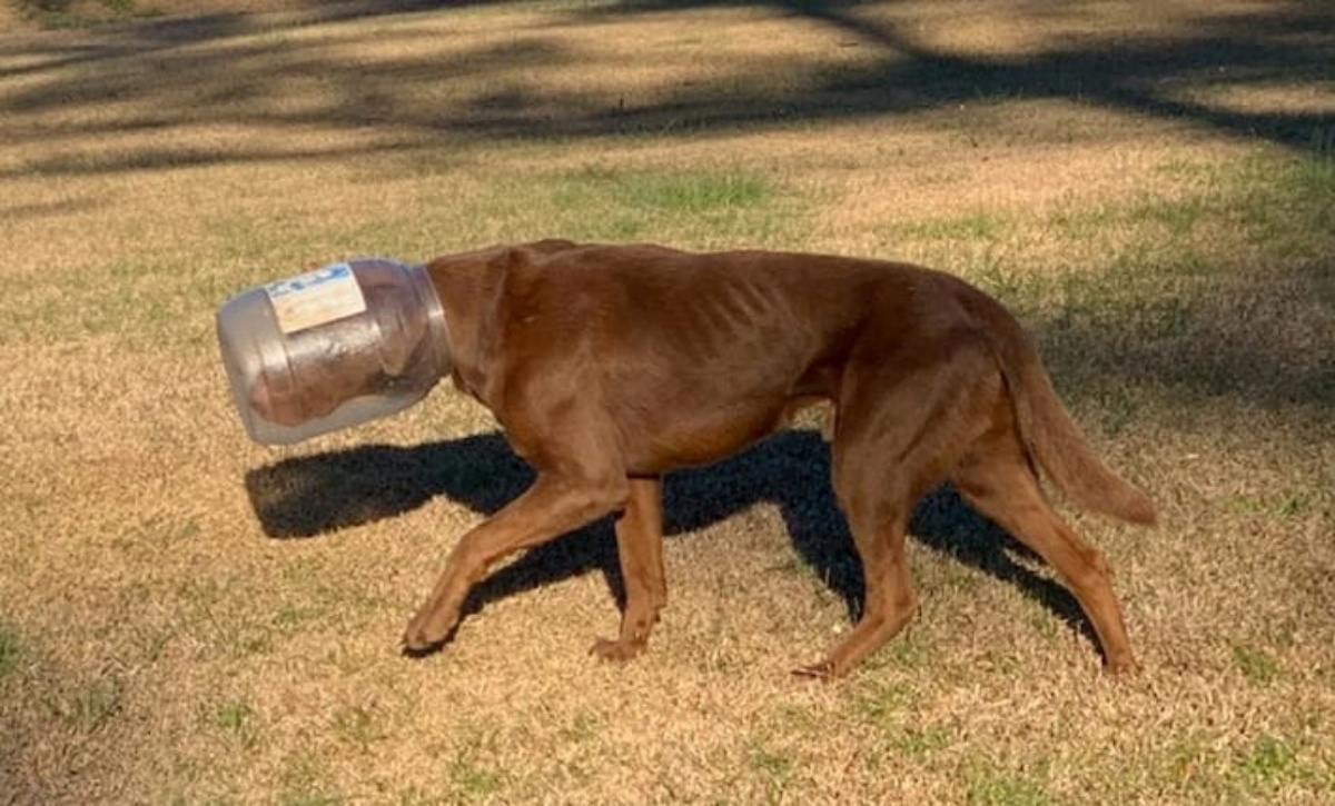 Cagnolino con la testa bloccata in un barattolo