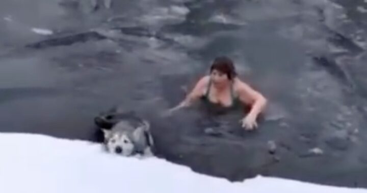 Donna di 65 anni salva un cagnolino dal fiume gelido